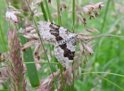 22nd Jun 2016 - Garden Carpet Moth?