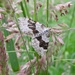 Garden Carpet Moth? by oldjosh