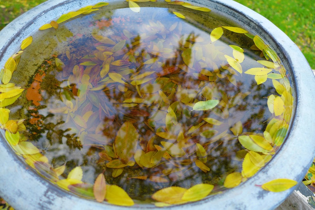 Water & leaves by leggzy