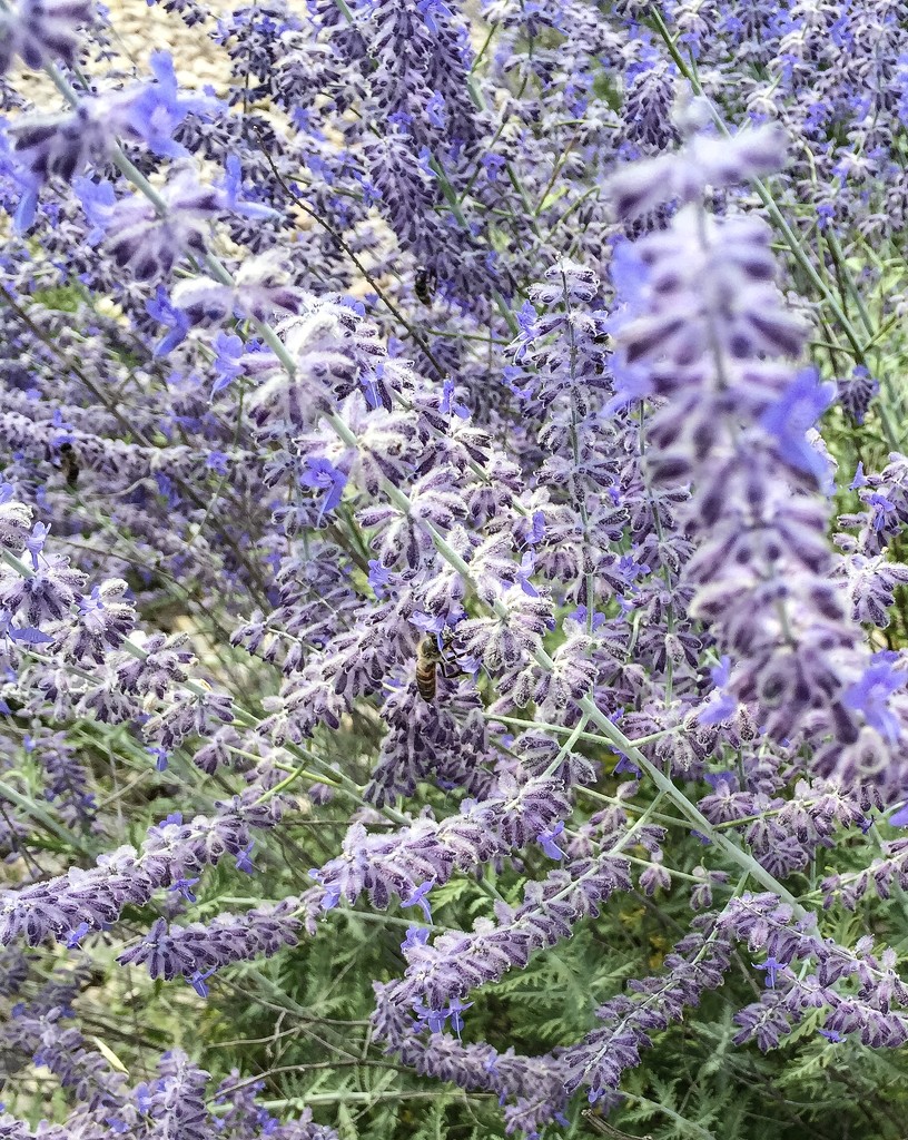 Hide and seek in the lavenders  by cocobella