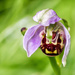 2016 06 27 Bee Orchid by pamknowler