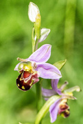 27th Jun 2016 - 2016 06 27 Bee Orchid 2