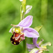 2016 06 27 Bee Orchid 2 by pamknowler