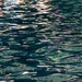 Pool Reflections _DSC6284 by merrelyn