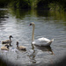 The Swan Family by cmp