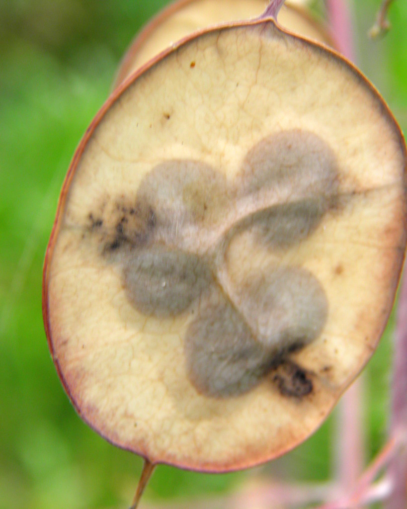 Money Plant Seed Pod by daisymiller