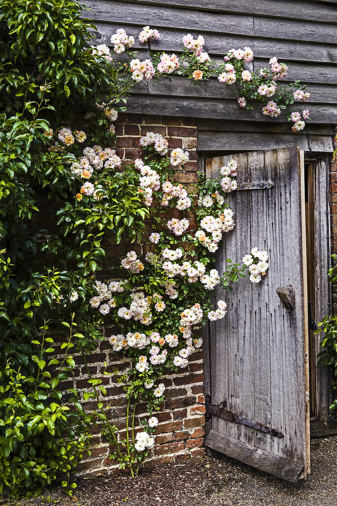 Roses around the door by megpicatilly