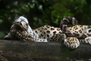 27th Jun 2016 - Lazy Leopard