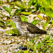 Spotted Sandpiper by rminer