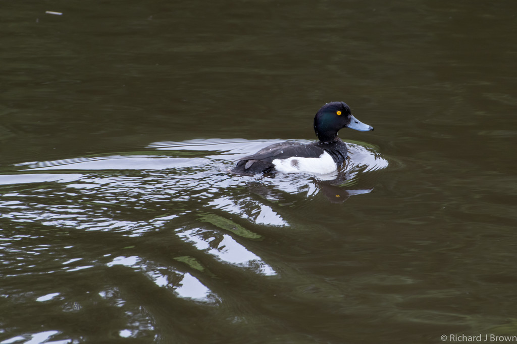 Tufted Duck  by rjb71