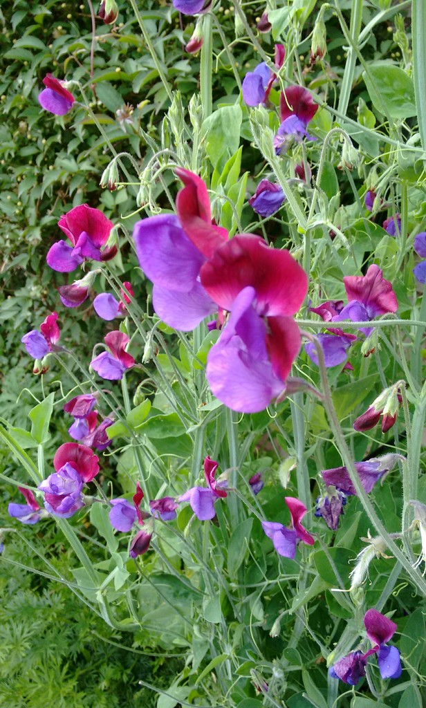 Gorgeous sweet peas  by cpw