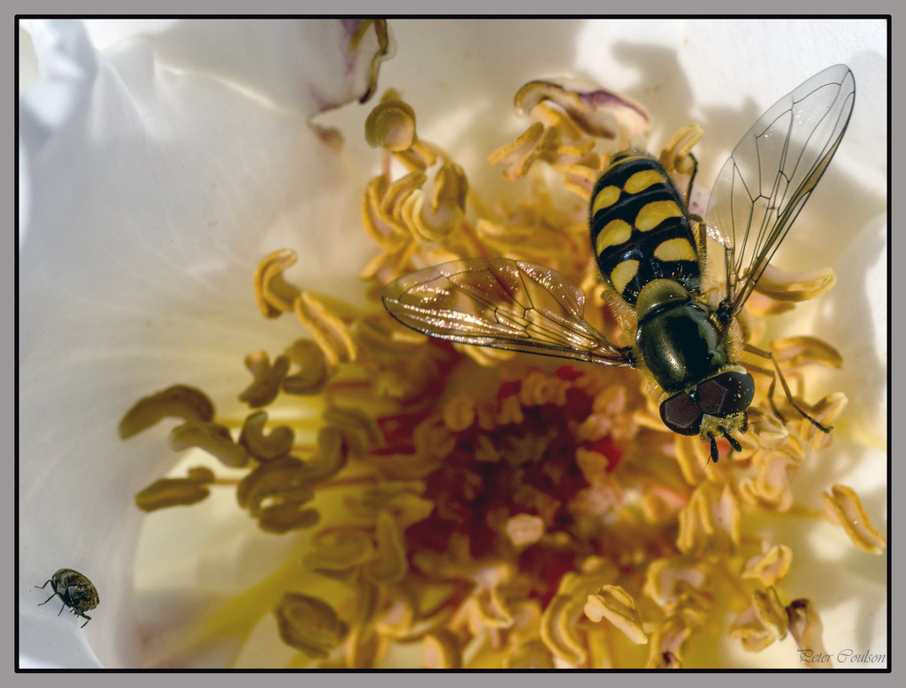 Macro wasp by pcoulson