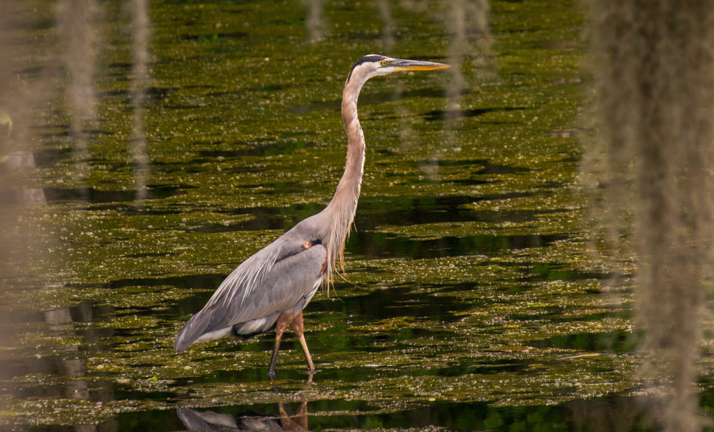 Todays Blue Heron!  by rickster549