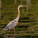 Todays Blue Heron!  by rickster549