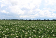 27th Jun 2016 - Blooming potato field near the village Nisse 