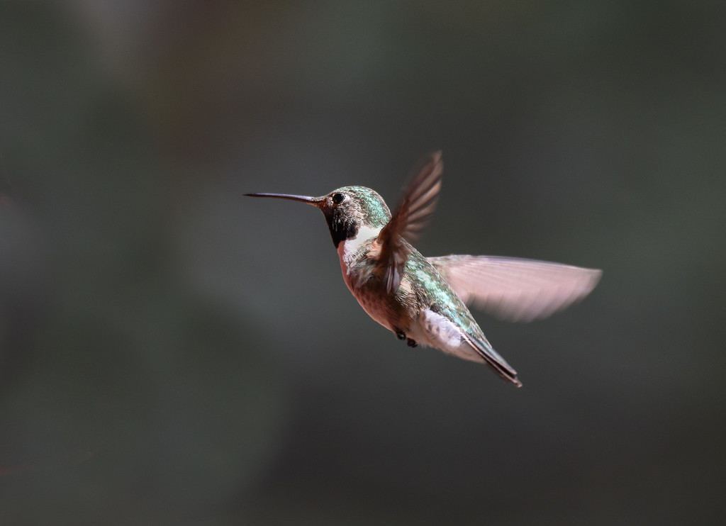 hummingbird by aecasey