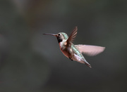 22nd Jun 2016 - hummingbird