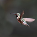 hummingbird by aecasey