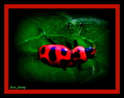 27th Jun 2016 - What's red and black and not a ladybug?