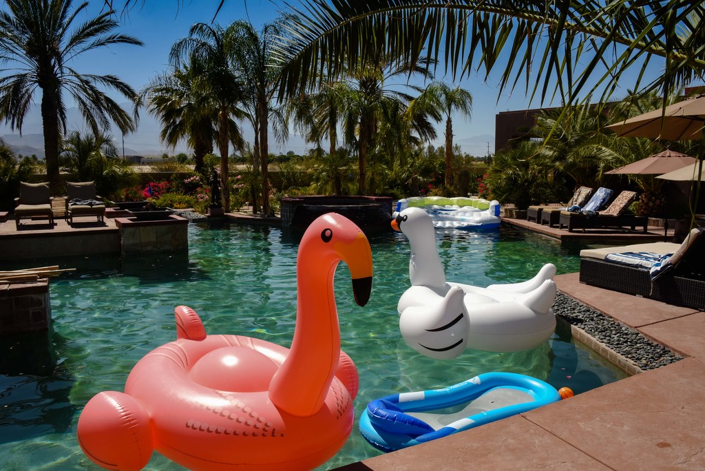Flamingo Friday - 012 by stray_shooter