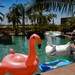 Flamingo Friday - 012 by stray_shooter