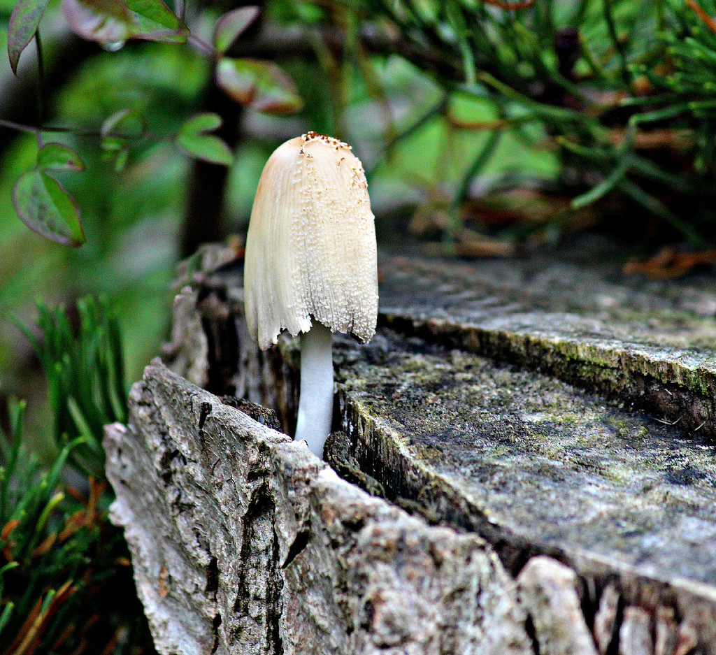 Lonely Toadstool. by wendyfrost