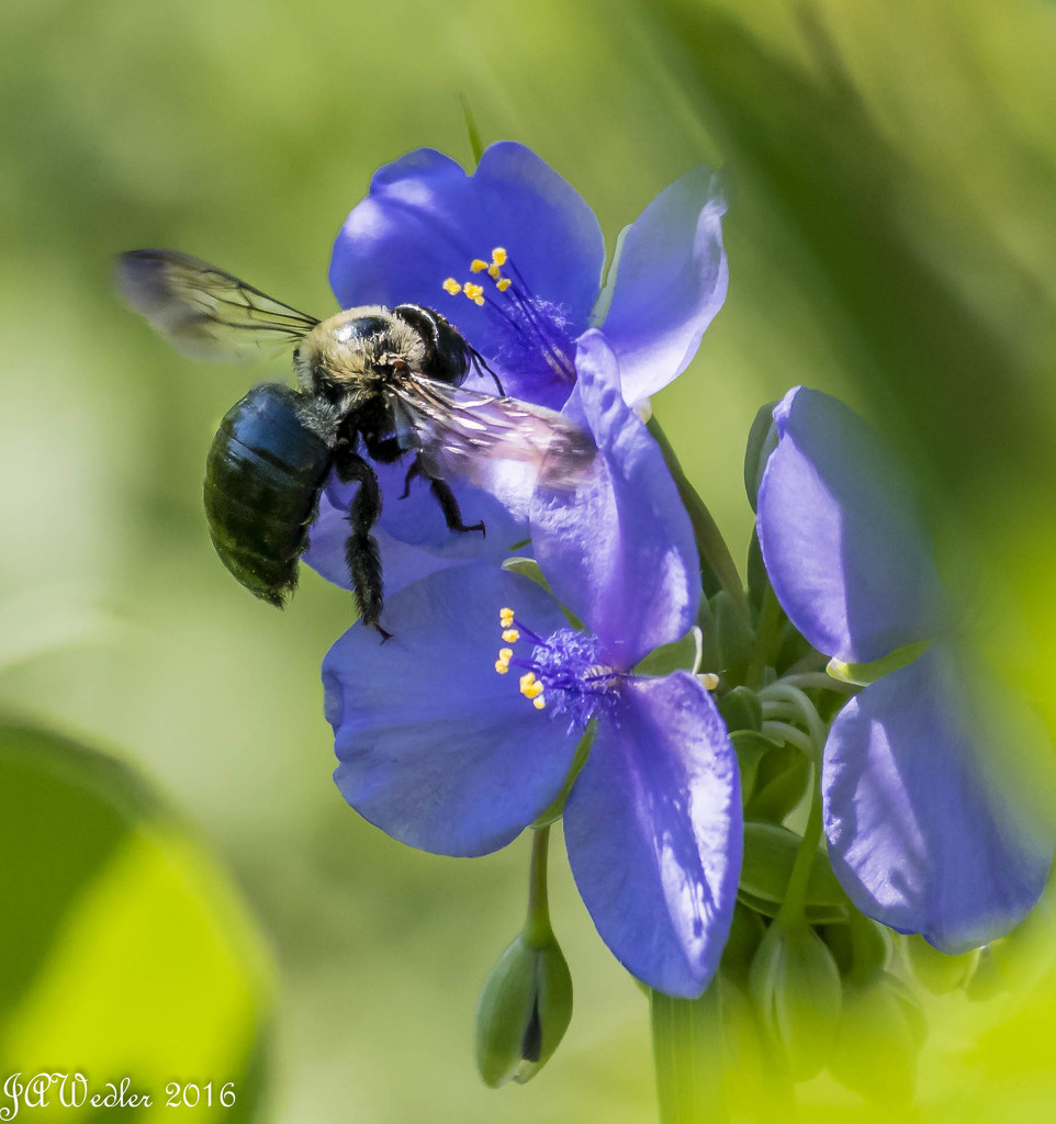 Busy Bee by marylandgirl58