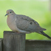 Mourning Dove  by mej2011