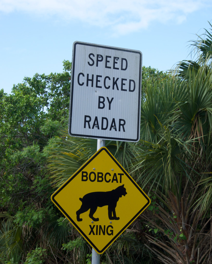 Bobcat Crossing by eudora