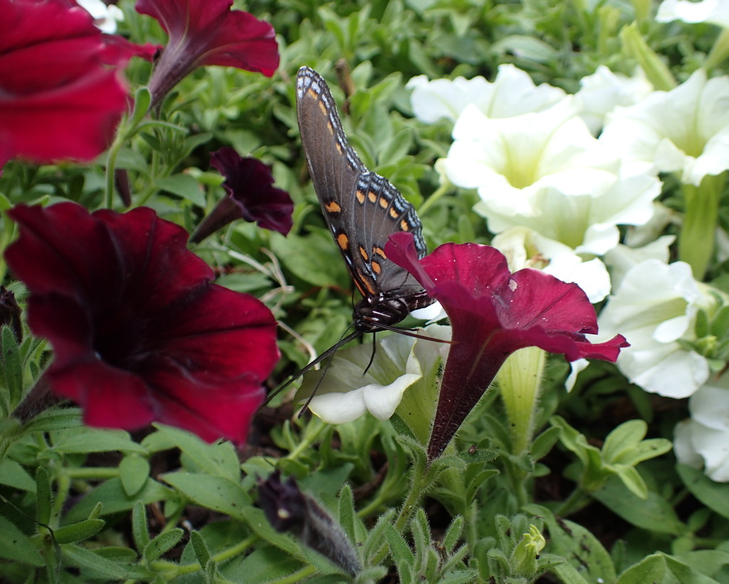 Dollywood Butterfly by cjwhite