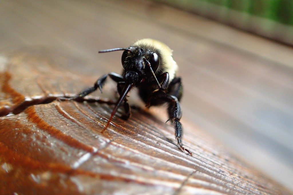 Carpenter Bee up close and personal by cjwhite
