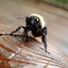 Carpenter Bee up close and personal by cjwhite