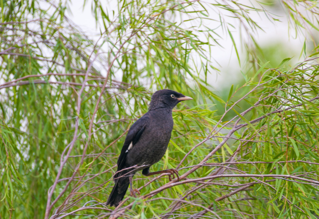 Rain Forest  Black bird by ianjb21