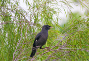 28th Jun 2016 - Rain Forest  Black bird