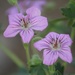 Sticky Purple Geraniums by harbie