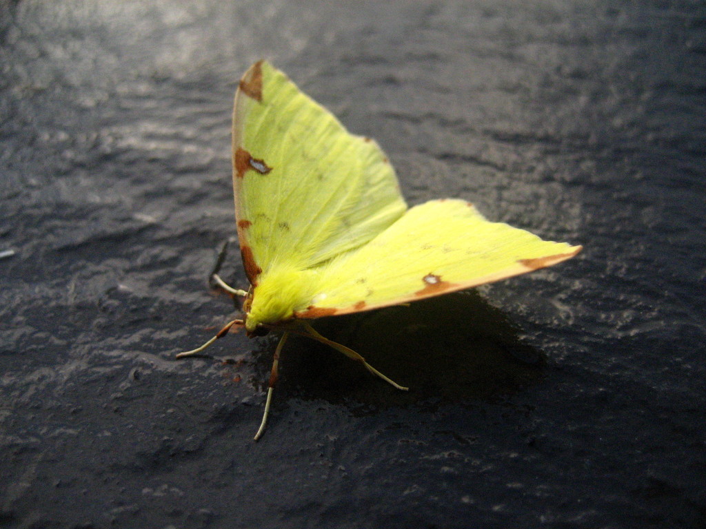 The Brimstone moth by steveandkerry