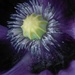 Purple poppy's pollen by 30pics4jackiesdiamond