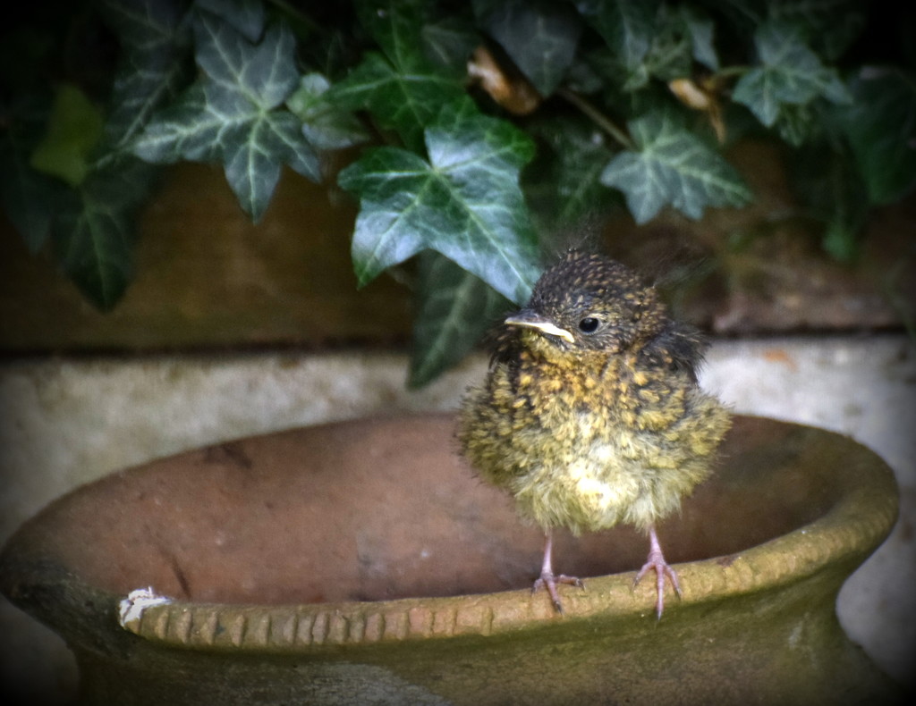 Look at this dear little robin fledgling by rosiekind
