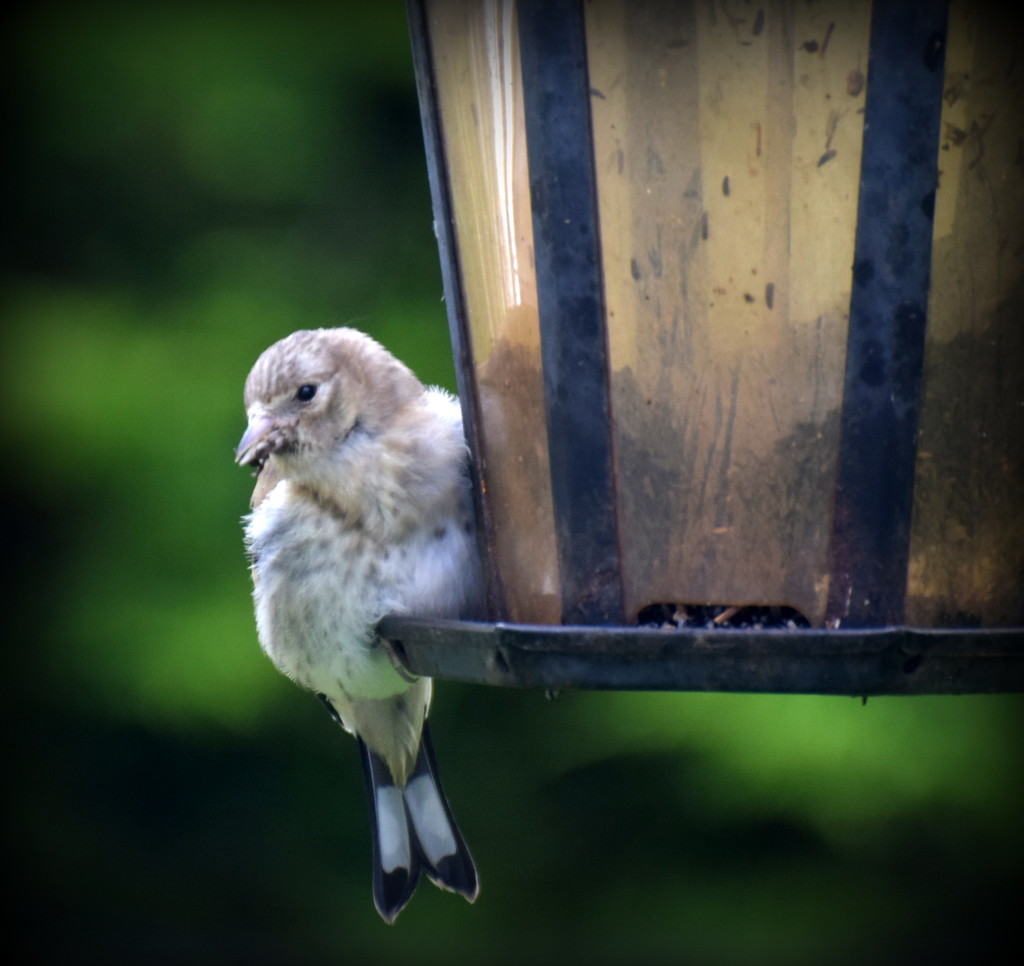 This is actually a young goldfinch by rosiekind
