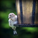 This is actually a young goldfinch by rosiekind