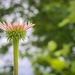 Flower with bokeh by mittens