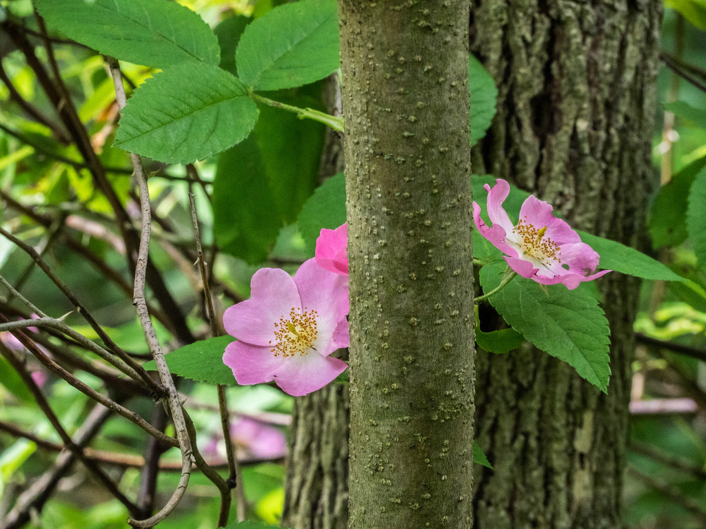 Swamp Roses by rminer