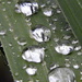 Rain crystals! by homeschoolmom