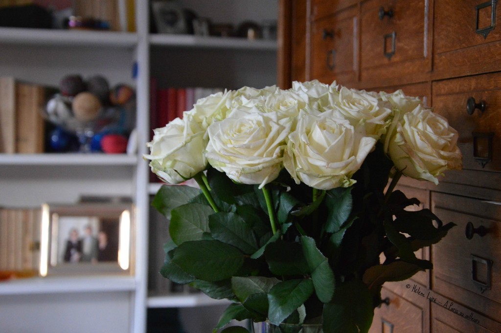 White roses  by parisouailleurs