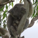 2 claw night by koalagardens