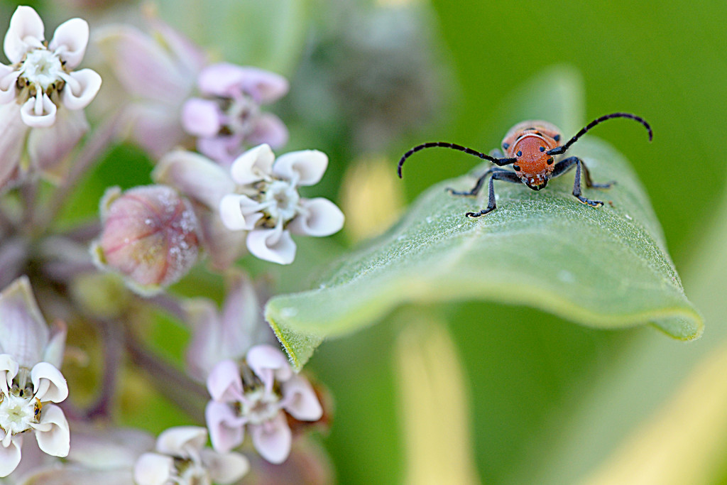 Milkweed bug on a milkweed plant! by fayefaye