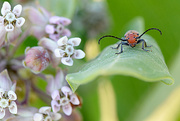 28th Jun 2016 - Milkweed bug on a milkweed plant!