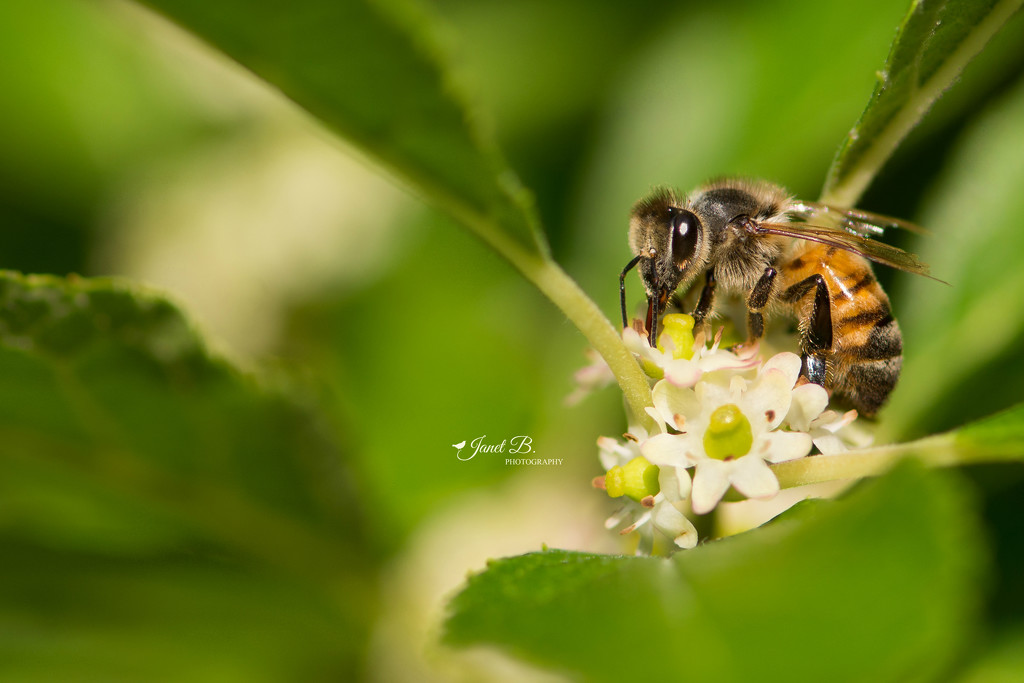 Honey Bee by janetb