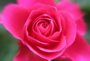 26th Jun 2016 - Pink Rose