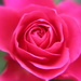 Pink Rose by cookingkaren